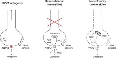 The Mysteries of Capsaicin-Sensitive Afferents